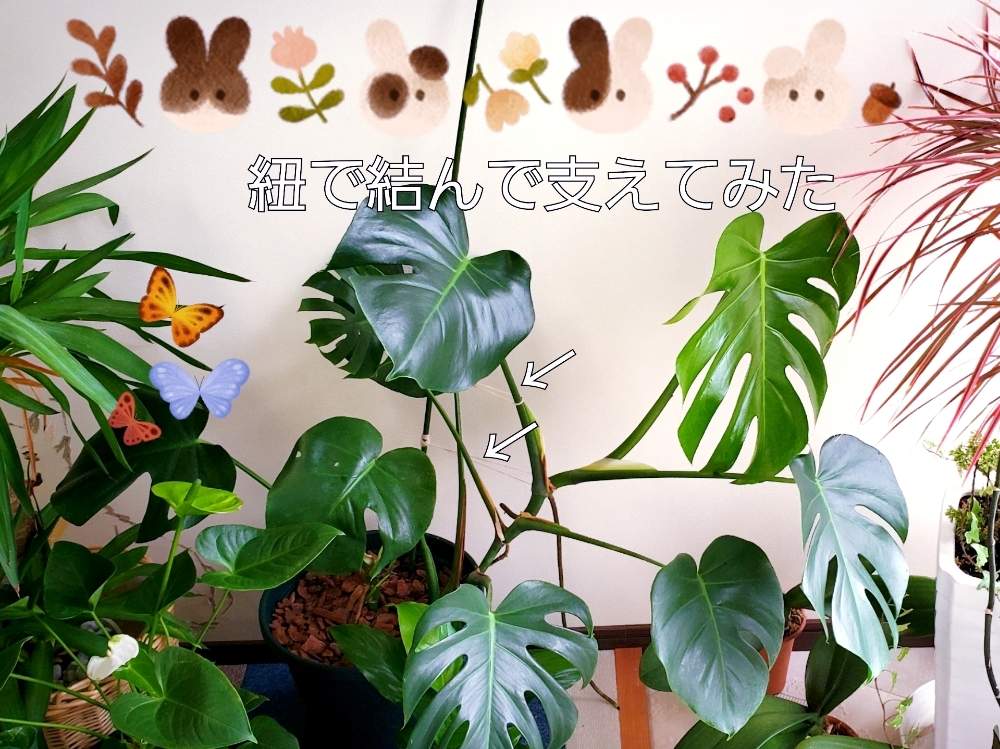 アンスリウムの投稿画像 By ゆりさん ドラセナとモンステラとユッカとまだまだ初心者と花のある暮らしとモンステラ と緑大好き 19月9月4日 Greensnap グリーンスナップ