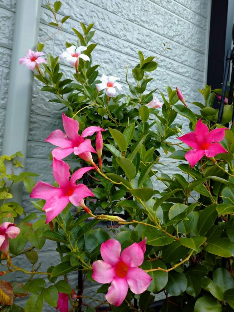 ピンクの花の投稿画像 By 更紗 さら さん 庭の花と植中毒とサンパラソル とガーデニングと花のある暮らし 19月9月4日 Greensnap グリーンスナップ