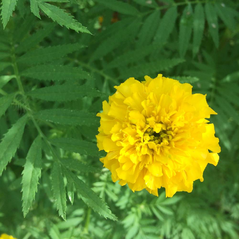 マリーゴールド の投稿画像 By ちこさん 豆柴とお散歩ときいろいお花と花のある暮らしとかわいいな と黄色いお花大好き協会 19月9月4日 Greensnap グリーンスナップ