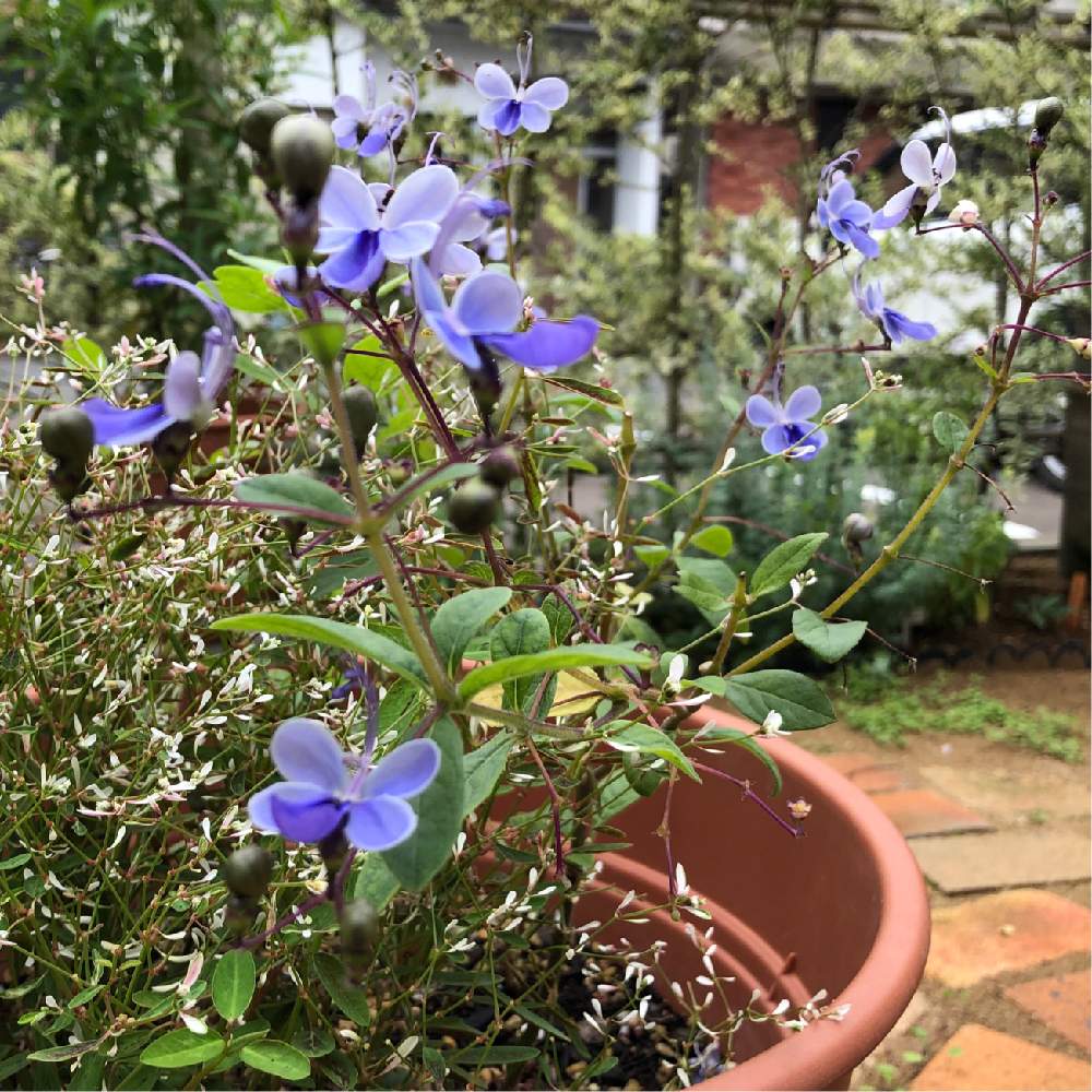 クレロデンドルム ブルーウィングの投稿画像 By ポコさん 小さな庭と植物のある暮らしとお花を楽しむと可愛い花とマイガーデンと庭づくりと鉢植えとガーデニングと花のある暮らしと夏の終わりと紫の花と花が好きと植物のある暮らしとお花を楽しむと可愛い花とマイ