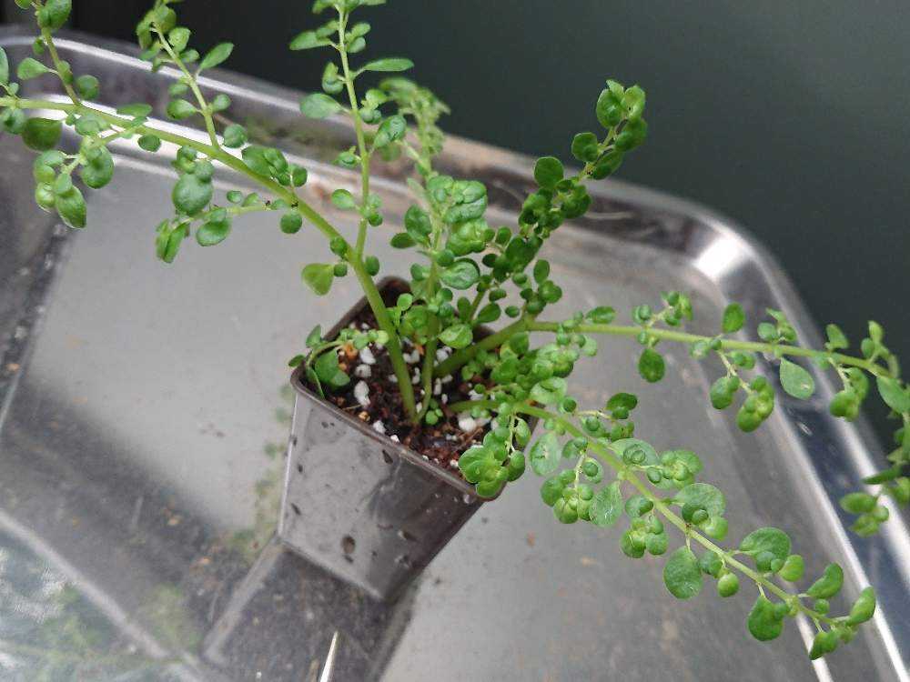 ピレア ミクロフィラ Greensnap グリーンスナップ