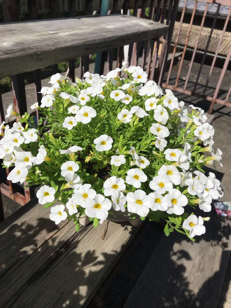 ミリオンベル ホワイトの投稿画像 By みったん さん ちいさな花とミリオンベル と切り戻し後と花のある暮らしと白い花 19月9月4日 Greensnap グリーンスナップ