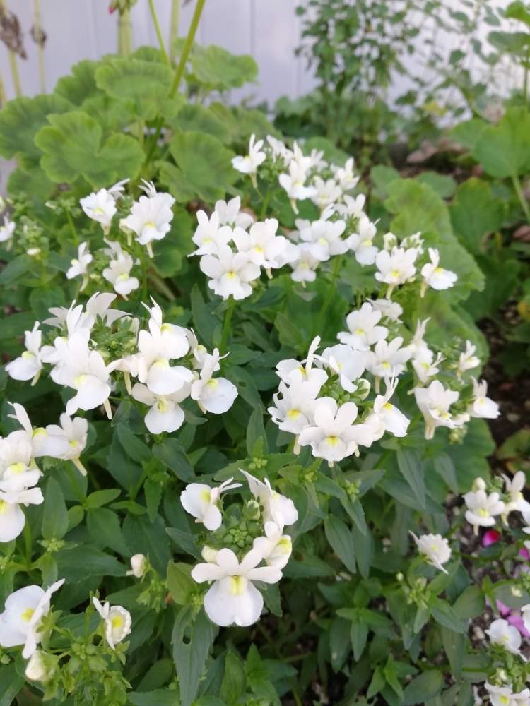 ネメシアの投稿画像 By あかりさん 我が家の花壇と花のある暮らしと小さな白い花と北海道の庭と北海道 19月9月4日 Greensnap グリーンスナップ