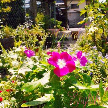 夏の花頑張れの画像 by イングリッシュガーデンさん | 小さな庭とアゲラタムとキャットテールとニチニチソウとニラとヘデラとニチニチソウ フェアリースターとローゼルと夏の思い出とLUMIXとかわいい♡と寄せ植えとGS映えと夏のお花と夏の花と夏の植物と綺麗なお花とお庭の植物とLUMIX DMC－L10と夏の花頑張れと可愛いと花のある暮らしとかわいいな♡と色合いがキレイ