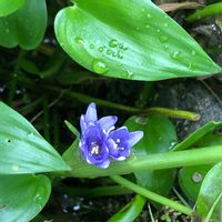 コナギ,山野草,紫の花,青い花,湿性植物の画像