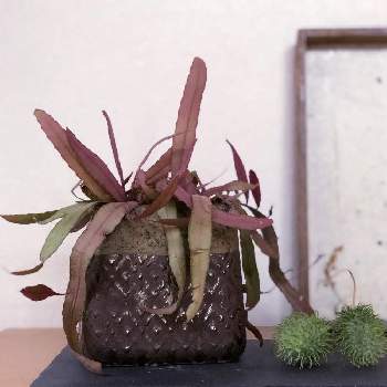 リプサリスラムローサの画像 by 863さん | リプサリスとリプサリスラムローサと多肉植物とサボテンとリプサリス属とno green no lifeと植中毒