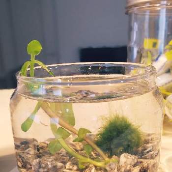 マリモの投稿画像一覧 Greensnap グリーンスナップ