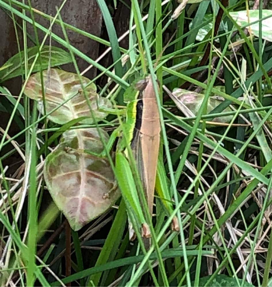 バッタくんの投稿画像 By Heathさん 初心者ですとバッタと昆虫シリーズと家庭菜園奮闘日記と天敵 19月9月4日 Greensnap グリーンスナップ