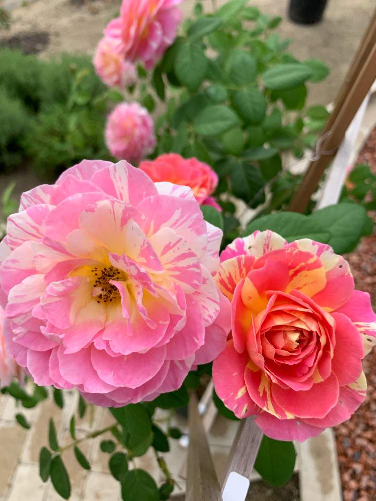 クロードモネの投稿画像 By Angela350さん あざやか とわさわさ としぼりのバラ とやさしい色 といつもありがとう といやしときれいなお花とありがとうとおおきくな れとつぼみがたくさんと笑顔がいちばんと花のある暮らしとバラの夏剪定とピンクピンクとかわいい花