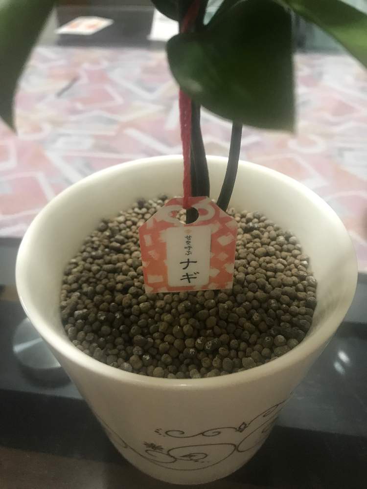 ナギの成長記録 Greensnap グリーンスナップ