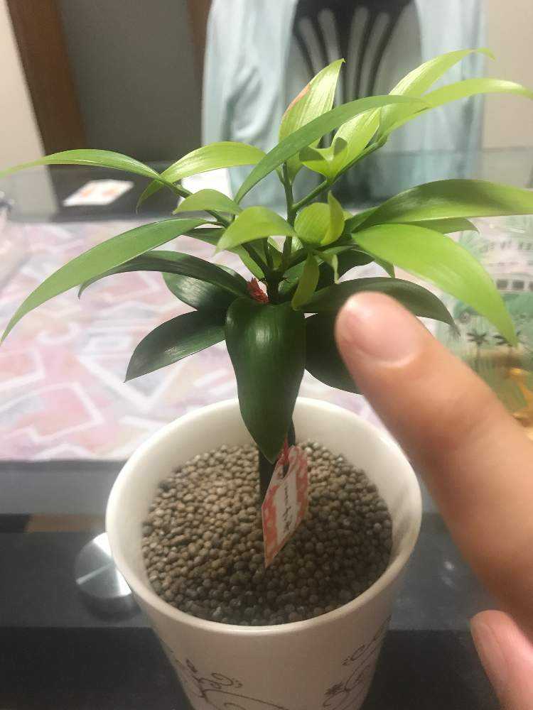 ナギの成長記録 Greensnap グリーンスナップ