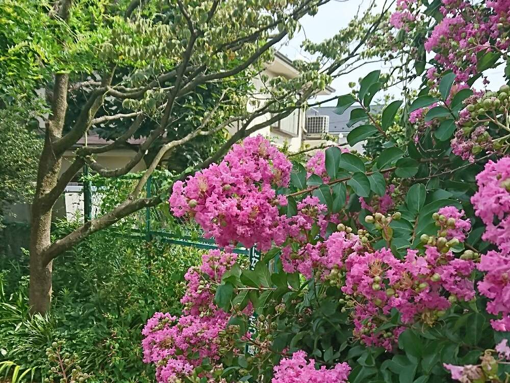 サルスベリの投稿画像 By ふささん 19月9月5日 Greensnap グリーンスナップ