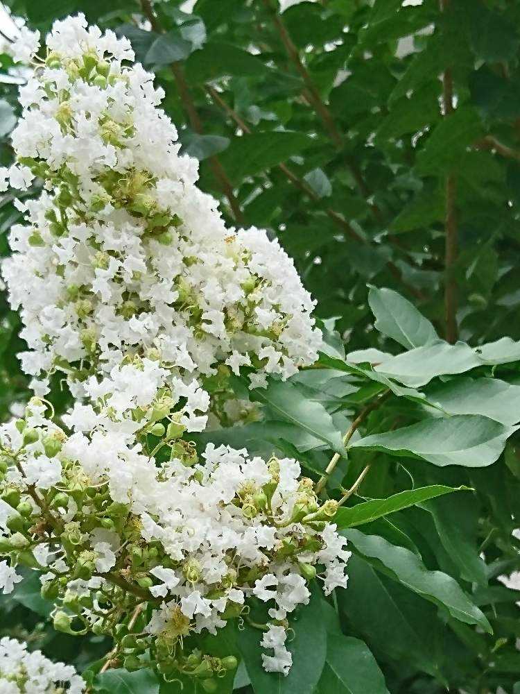 百日紅良 しの投稿画像 By ももりんさん 白の百日紅と花中毒と花のある暮らしと純白マニアと植物マニア 19月9月5日 Greensnap グリーンスナップ