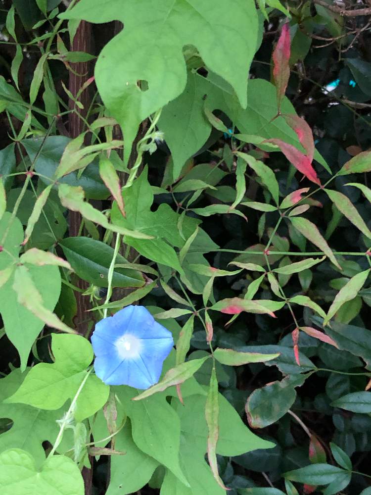 アサガオの投稿画像 By Heathさん 朝顔とつる性植物と青い花とヒルガオ科 19月9月5日 Greensnap グリーンスナップ