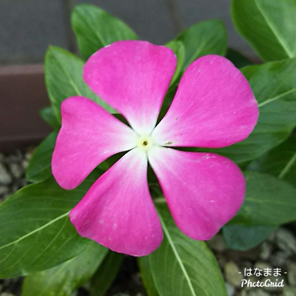 ニチニチソウの投稿画像 By はなままさん ピンクの花といつも笑顔でと種からと花のある暮らしと北海道 19月9月5日 Greensnap グリーンスナップ