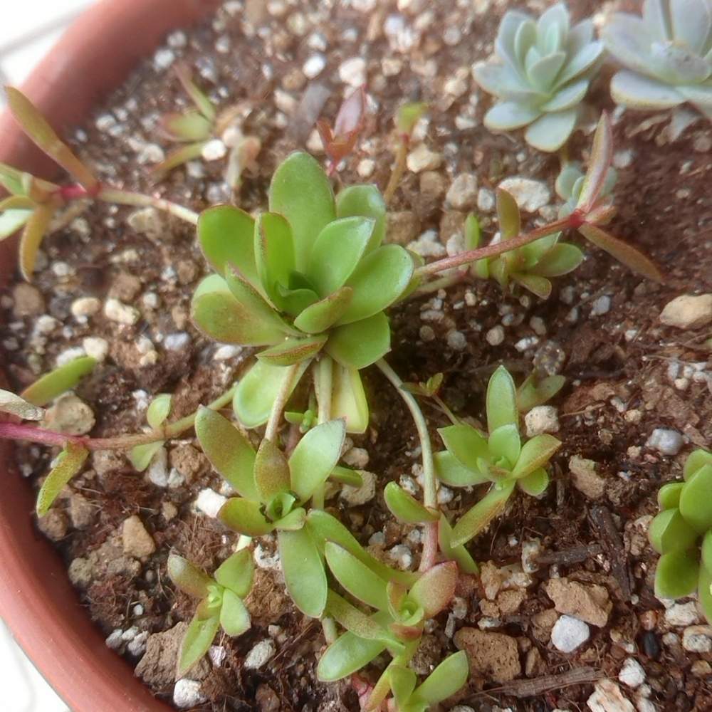 子持ち蓮華の投稿画像 By Tickleよっちゃんさん 薄紅蓮華と 子持ち蓮華 と多肉植物と薄紅蓮華 と子持ち蓮華 と多肉好きな人 と繋がりたいと多肉女子と多肉好きと 子持ち蓮華 19月9月5日 Greensnap グリーンスナップ