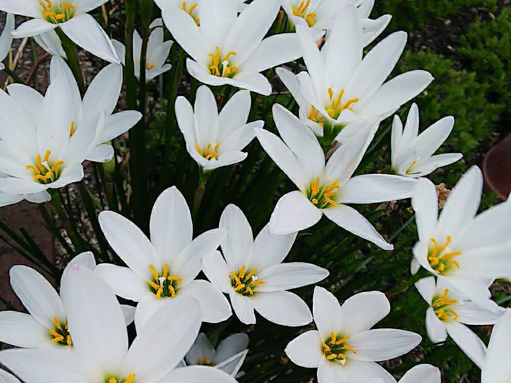 タマスダレの投稿画像 By 胡蝶さん ゼフィランサス タマスダレ とエントランスと花のある暮らしとカメラ好き と携帯カメラと花のある暮らしとカメラ好き と携帯カメラ 19月9月5日 Greensnap グリーンスナップ Greensnap グリーンスナップ