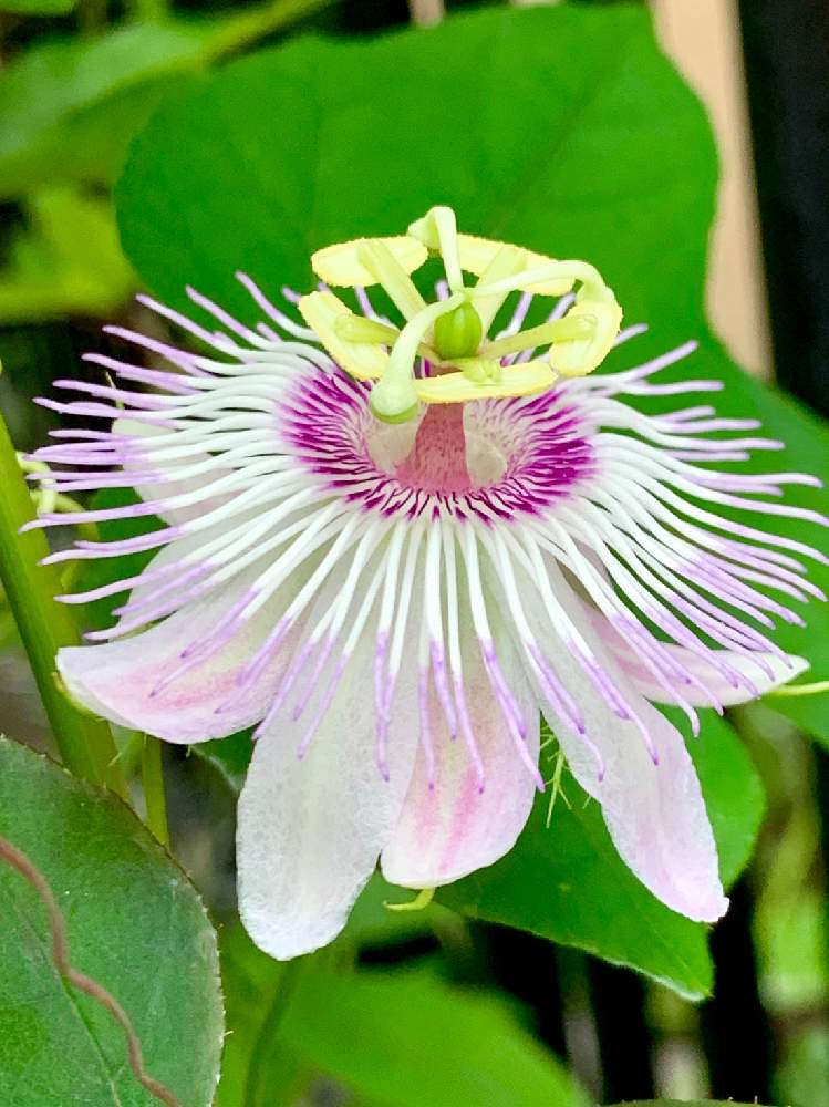 最大62 オフ 時計草 パッシフローラ フォエティダ ヒルスティッシマ