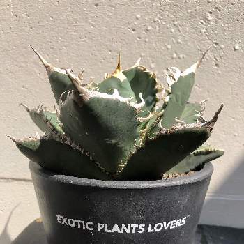 アガベの投稿画像一覧 Greensnap グリーンスナップ