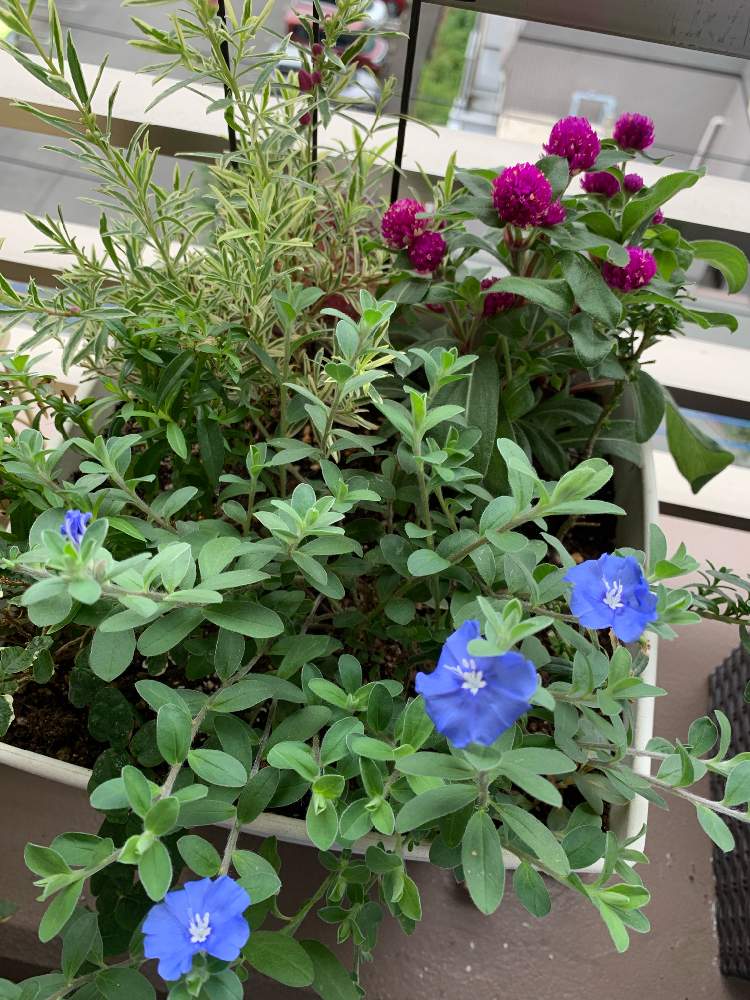 ペンタス の投稿画像 By 7マロさん アメリカンブルー と寄せ植えとプミラ とガーデニングと千日紅 と花のある暮らしとサザンクロス ピンク 19月9月5日 Greensnap グリーンスナップ