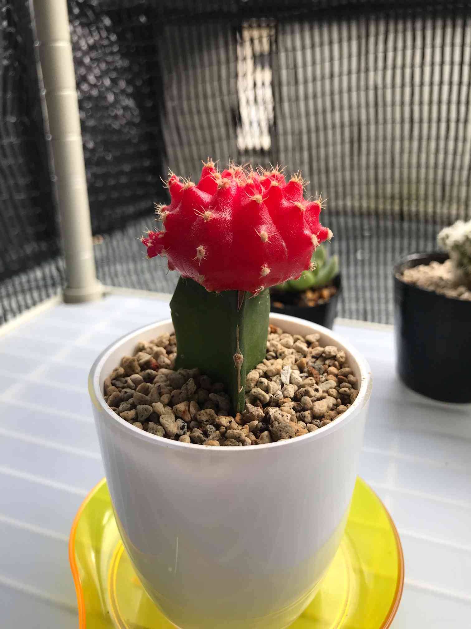 緋牡丹の接木 2021.01.30更新｜🍀GreenSnap（グリーンスナップ）