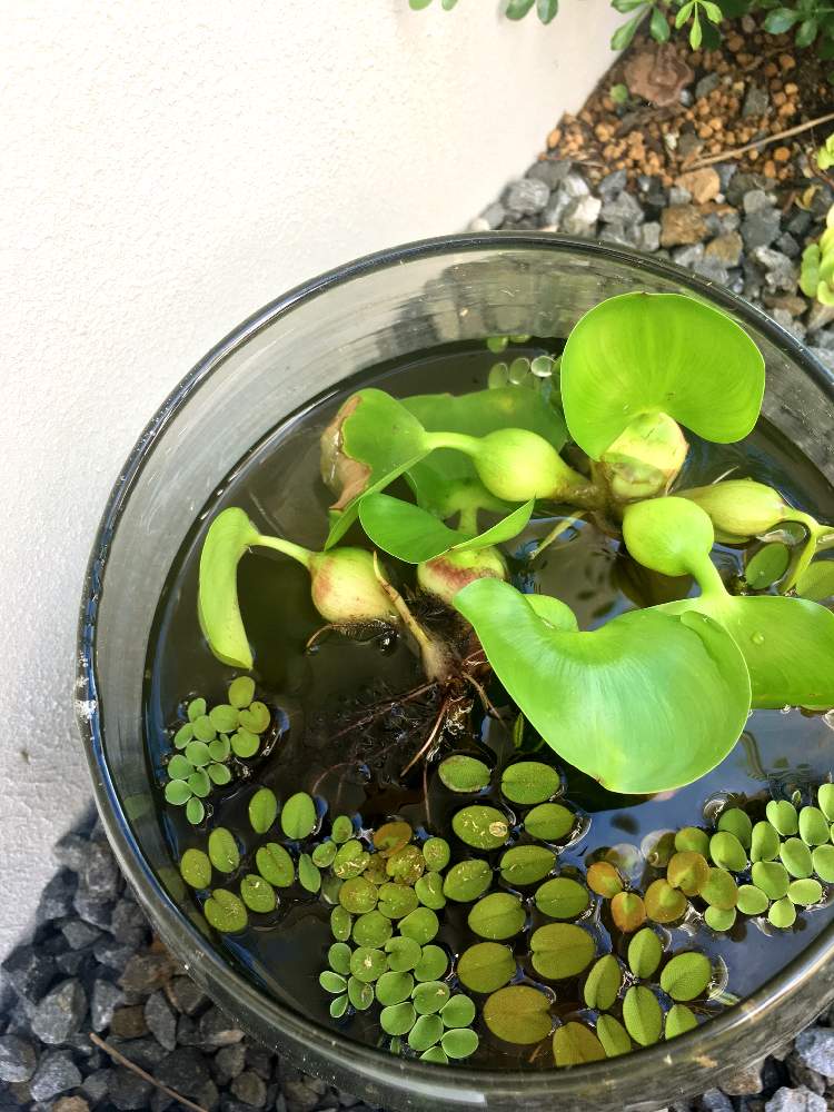 ホテイアオイの投稿画像 By Ner0l1さん 浮草とサルビニア ククラータとビオトープとミナミヌマエビとメダカと水草と水草フォトコンとガラス容器 19月9月5日 Greensnap グリーンスナップ