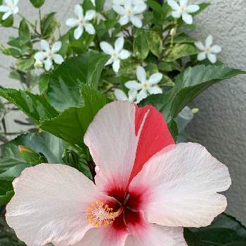 咲き誇るの画像 by すみっこさん | 玄関とカッコいいとお花が大好きと植物だいすきときれいと晴れの国タニラーGPと笑顔の源とツートンカラーと❤️いいね、ありがとうと咲き誇ると元気の源と花のある暮らしと今日のハイビスカス