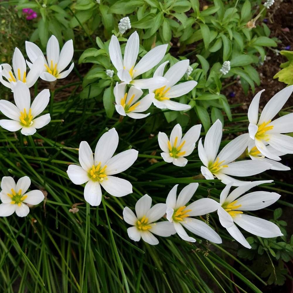 タマスダレの投稿画像 By Momoさん 花のある風景と今日の私の写真と花のある日常と我が家の庭と花のある暮らしと花癒し 19月9月5日 Greensnap グリーンスナップ