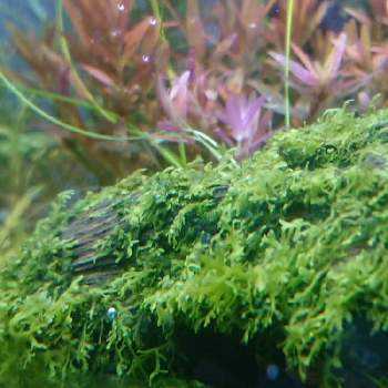 プレミアム モスの投稿画像一覧 Greensnap グリーンスナップ