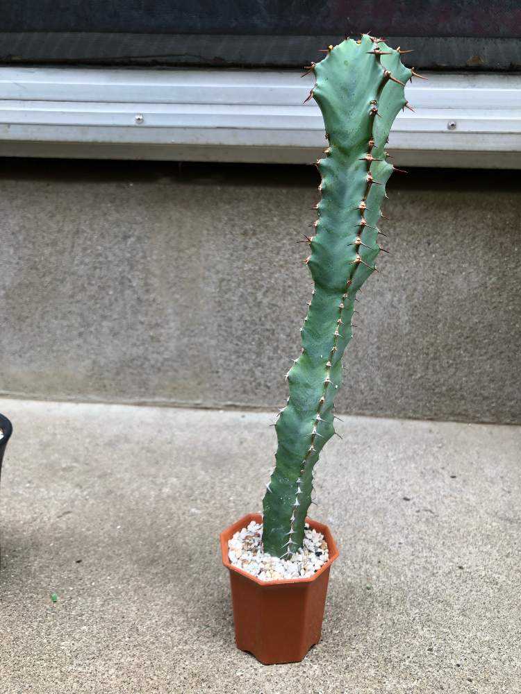 ユーフォルビア・大鳳角(コエルレセンス)1号｜🍀GreenSnap（グリーン