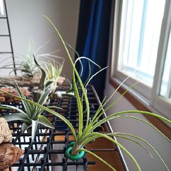 チランジア ムーンライトの投稿画像一覧 Greensnap グリーンスナップ