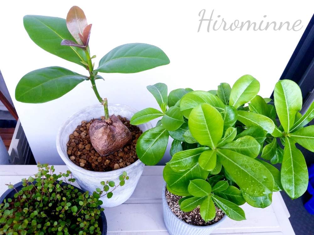 アデニウムの投稿画像 By ヒロミンさん バーリングトニアと観葉植物と塊根植物とコーデックスと植物のある暮らし 19月9月6日 Greensnap グリーンスナップ