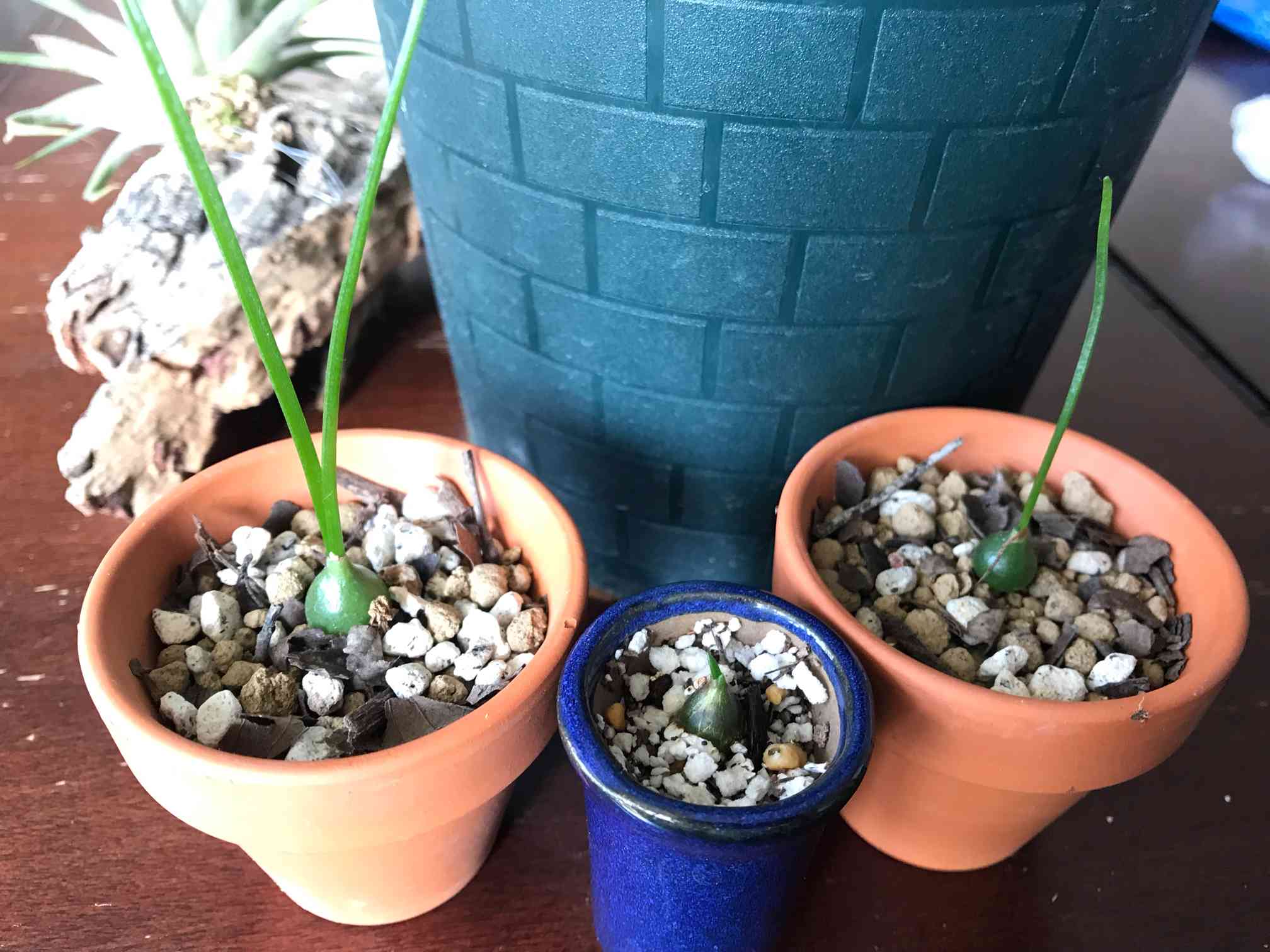 ミニ 蒼角殿鉢ごと全部！ ミニ 蒼角殿鉢ごと全部！ 蒼角殿 多肉植物 蒼