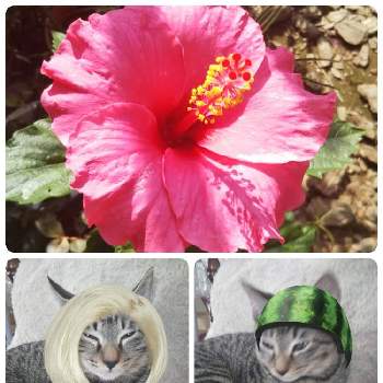 ハイビスカス☆の画像 by yukoさん | 小さな庭と花のある暮らしとハイビスカス☆とにゃんこの着せ替え