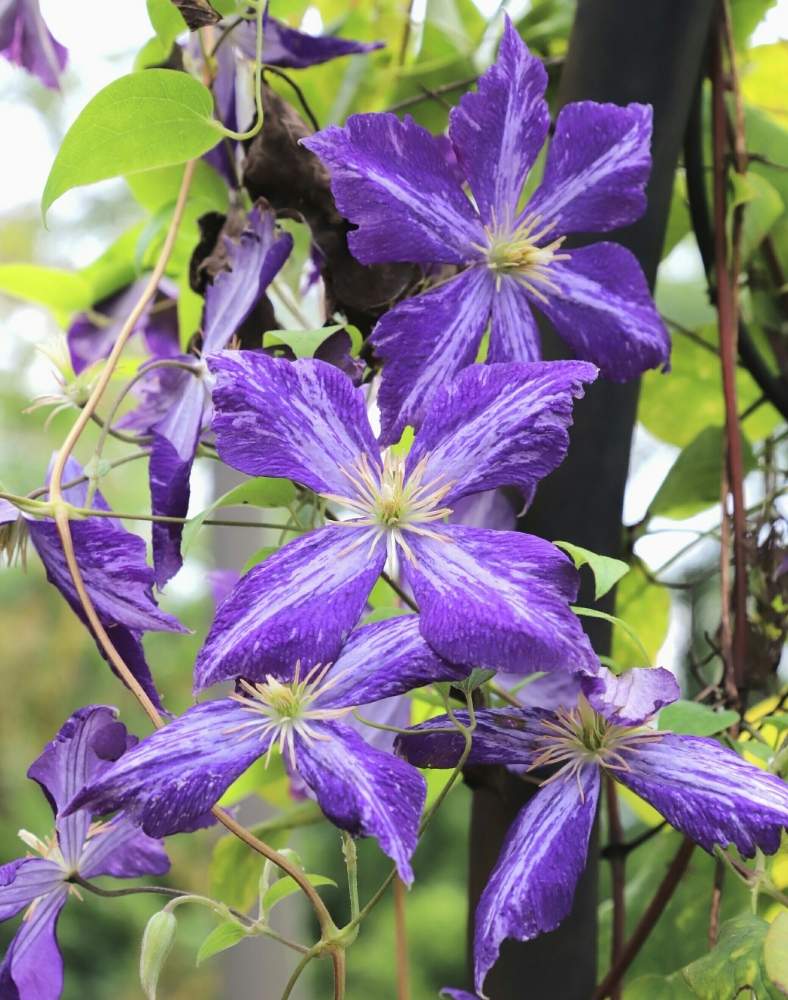 クレマチス タイダイの投稿画像 By Ferryさん お出かけ先と花の文化園と花の文化園 19月9月6日 Greensnap グリーンスナップ Greensnap グリーンスナップ