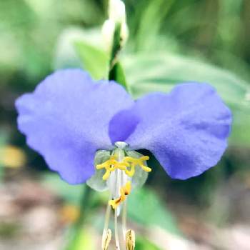 花びらが2枚の投稿画像一覧 Greensnap グリーンスナップ