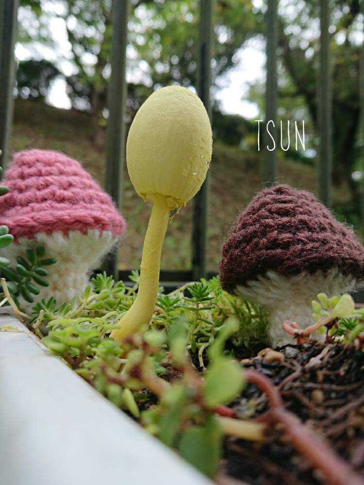 コガネキヌカラカサタケの投稿画像 By つんさん 棚ときっとここからと幸せになりたいと幸運のキノコと癒しと植中毒とgsに感謝 とありがとうと多肉女子と可愛い と幸せキノコと可愛すぎる とタニラーとメッ子さんありがとうと可愛いと幸せになるとメッ子さんからの