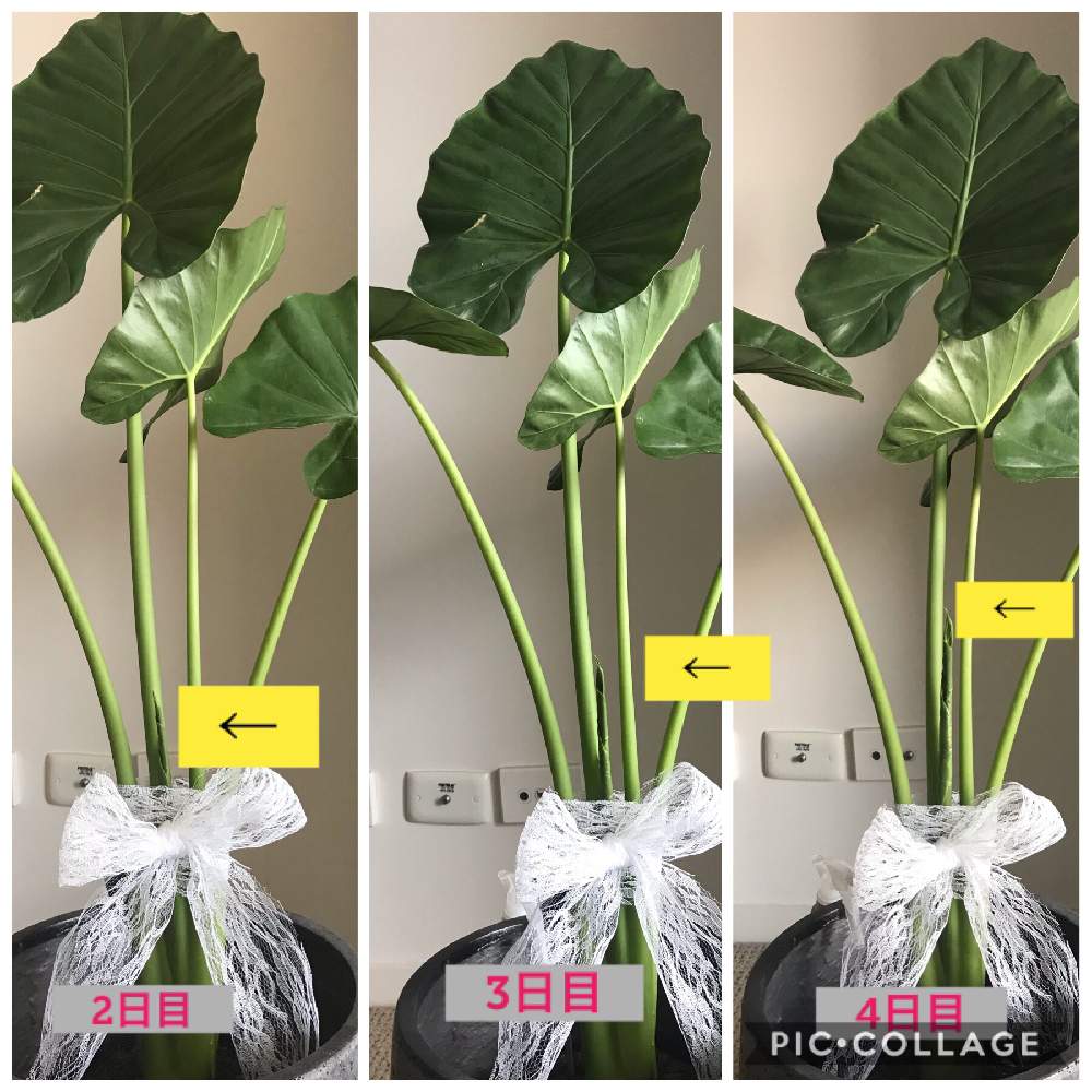 クワズイモの投稿画像 By Asuさん Elephant Earsと植物初心者と緑のある暮らしとオーストラリアと思い出と巨大化と海外暮らし 19月9月6日 Greensnap グリーンスナップ