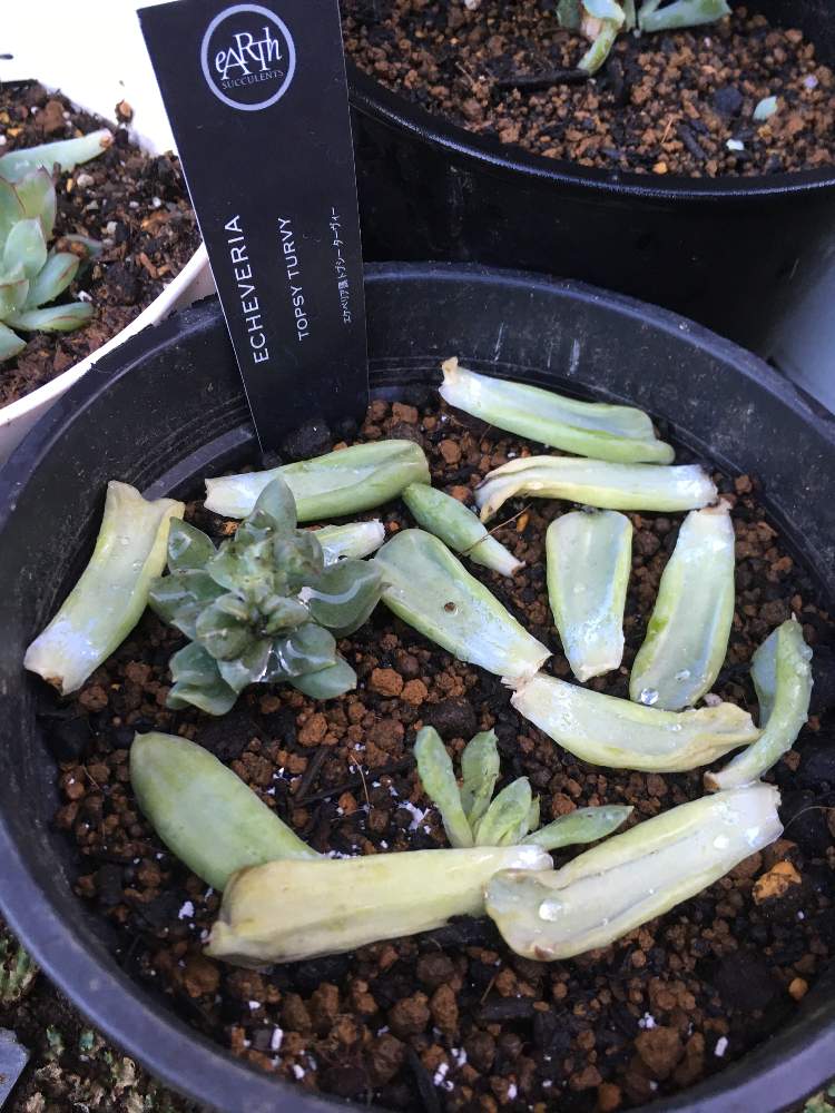 多肉植物の投稿画像 By かずやさん 趣味は園芸 と今の趣味ですと花のある暮らしと多肉多肉多肉と多肉植物 多肉の有るくらし 19月9月6日 Greensnap グリーンスナップ