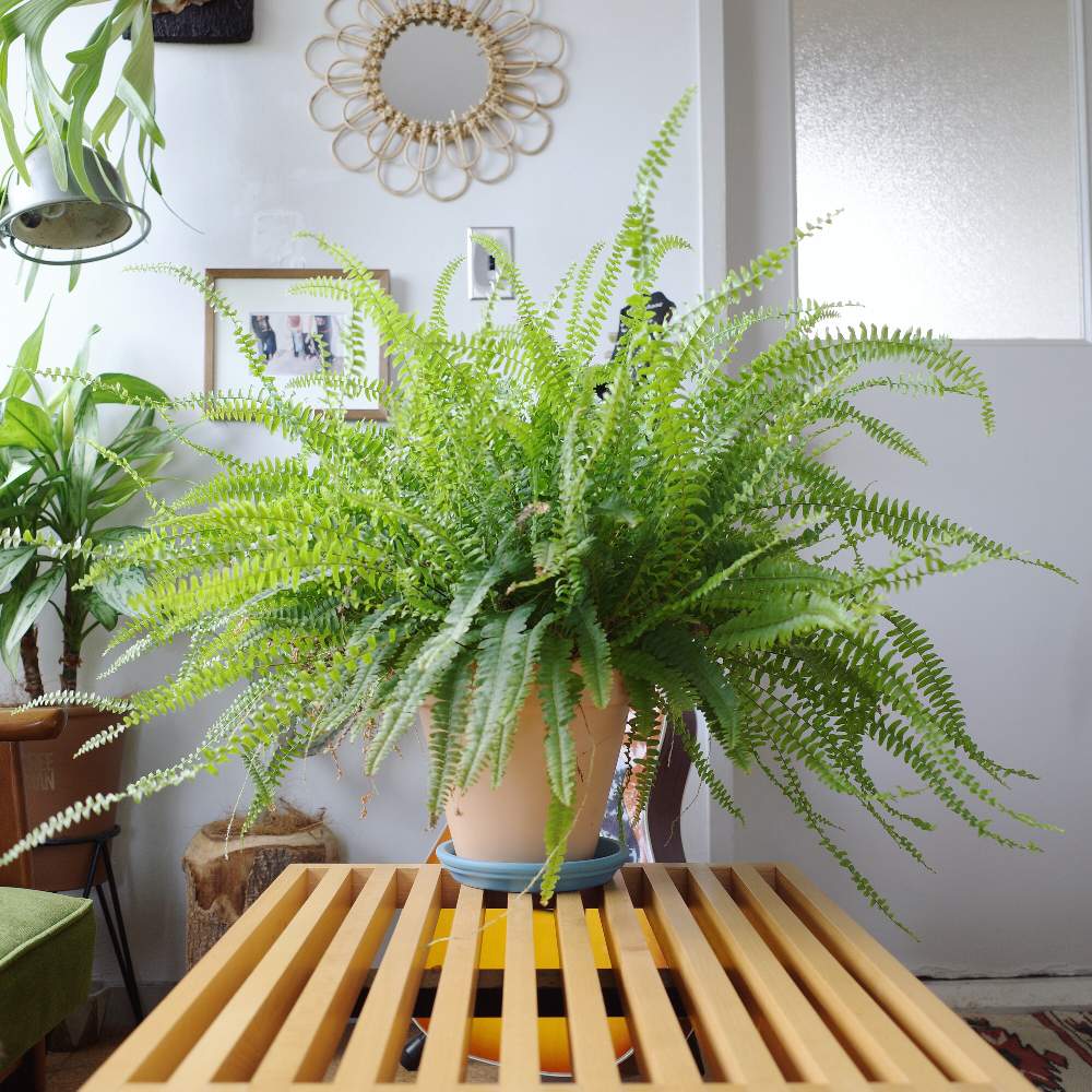 タマシダの投稿画像 By Shinpeiさん インテリアと観葉植物とグリーンインテリアとインテリアと植物と観葉植物のある暮らしとアーバンジャングル とインテリアグリーンと観葉植物とグリーンインテリアとインテリアと植物と観葉植物のある暮らしとアーバンジャングルと