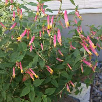 クフェア 花恋の投稿画像一覧 Greensnap グリーンスナップ