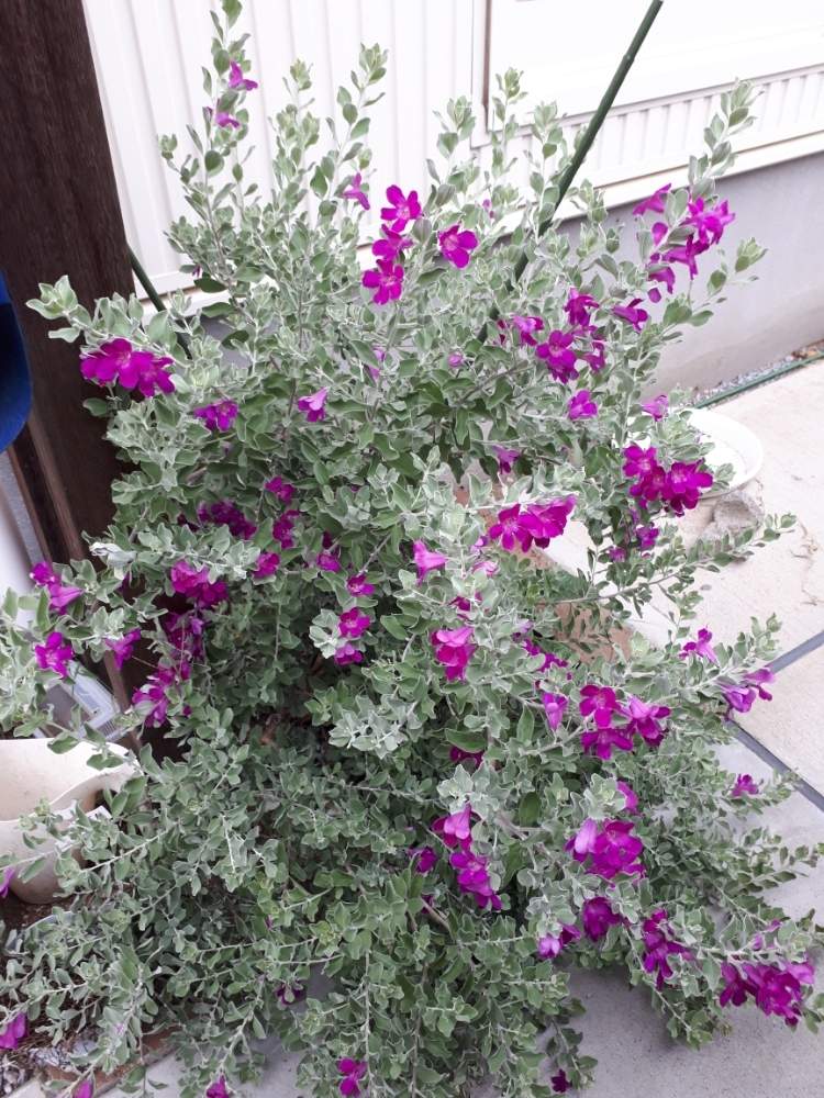 レウコフィルムの投稿画像 By モンちゃんさん シルバーリーフと紫の花と夏の花と常緑樹 19月9月6日 Greensnap グリーンスナップ