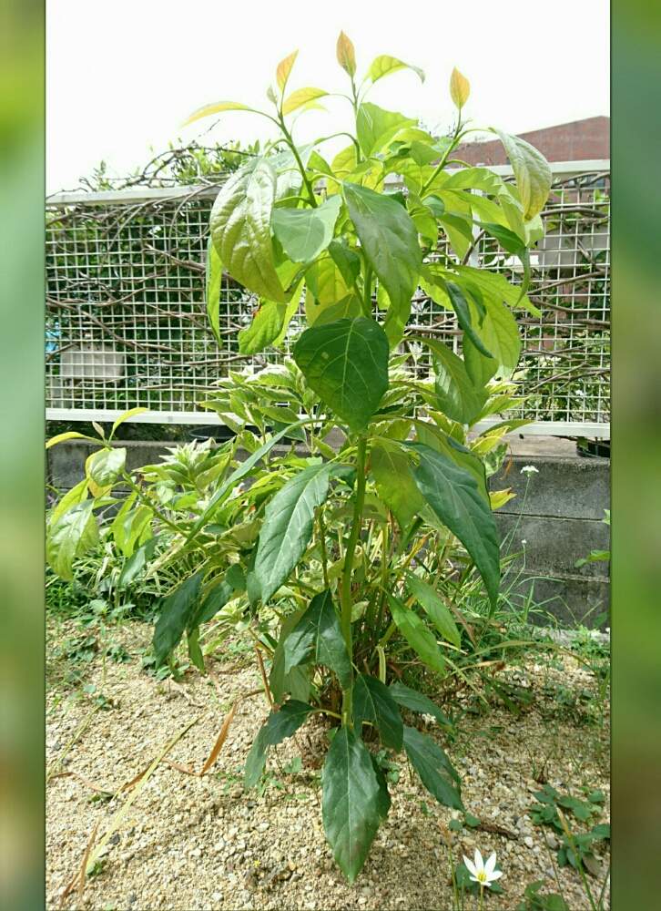 アボカドの投稿画像 By Silviaさん 花壇と成長中とクスノキ科とゼフィランサスと小さな庭と花壇と成長中とクスノキ科 19月9月6日 Greensnap グリーンスナップ Greensnap グリーンスナップ