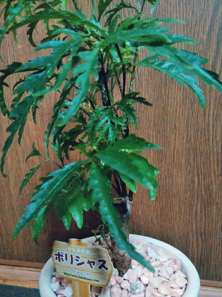 ポリシャスの投稿画像 By ドラゴンさん デスクと観葉植物と植物と植え替えと買い物と趣味とホームセンターとled育成ライトとガーデニングと盆栽と観葉植物 と植物と植え替えと買い物と趣味とホームセンターとled育成ライトとガーデニングと盆栽 19月9月7日
