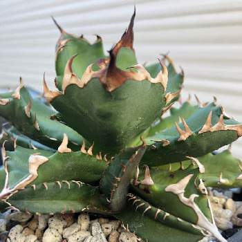 チタノタ ドワーフの投稿画像一覧 Greensnap グリーンスナップ