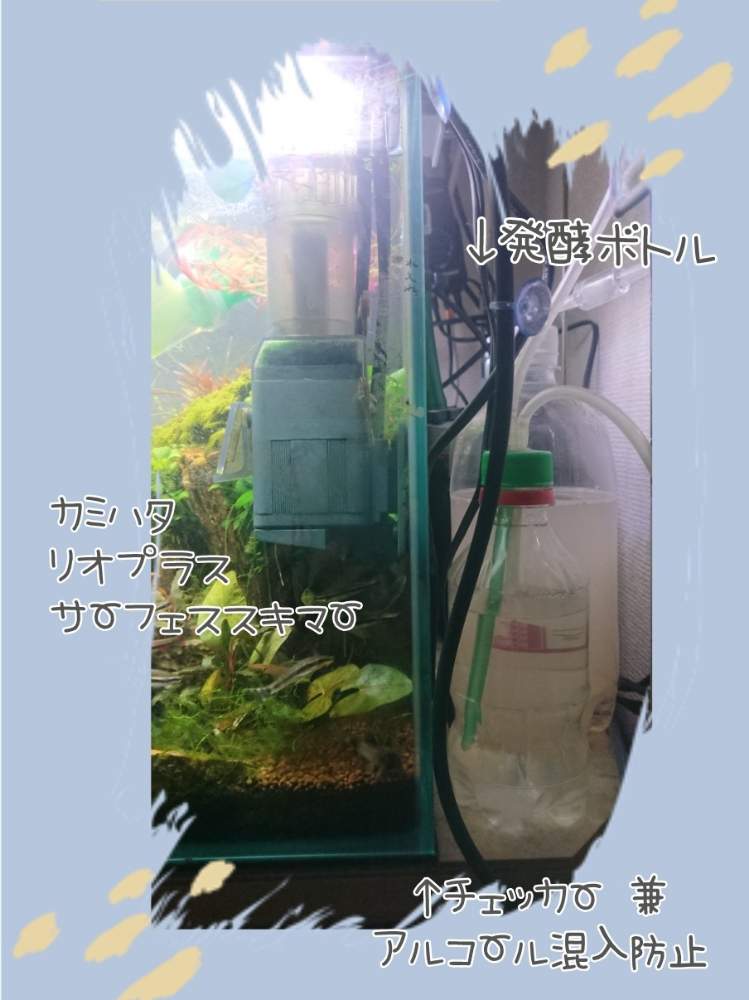 水草の投稿画像 By 木陰さん 水槽と水草水槽 19月9月7日 Greensnap グリーンスナップ