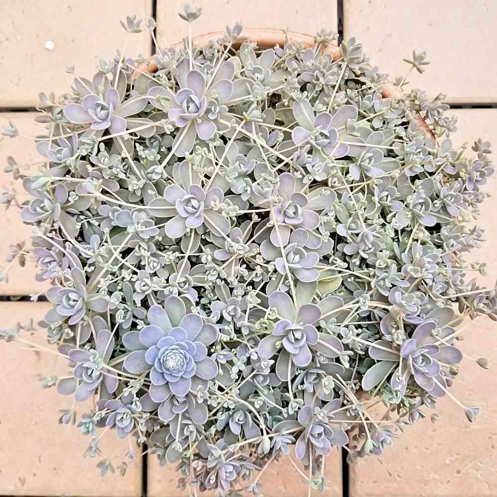 ✳︎多肉さん夏休み中✳︎ 子持ち蓮華　増殖中‼︎ 育てやすいです。 ✳︎多肉さん夏休み中✳︎ 子持ち蓮華 増殖中‼︎ 育てやすいです