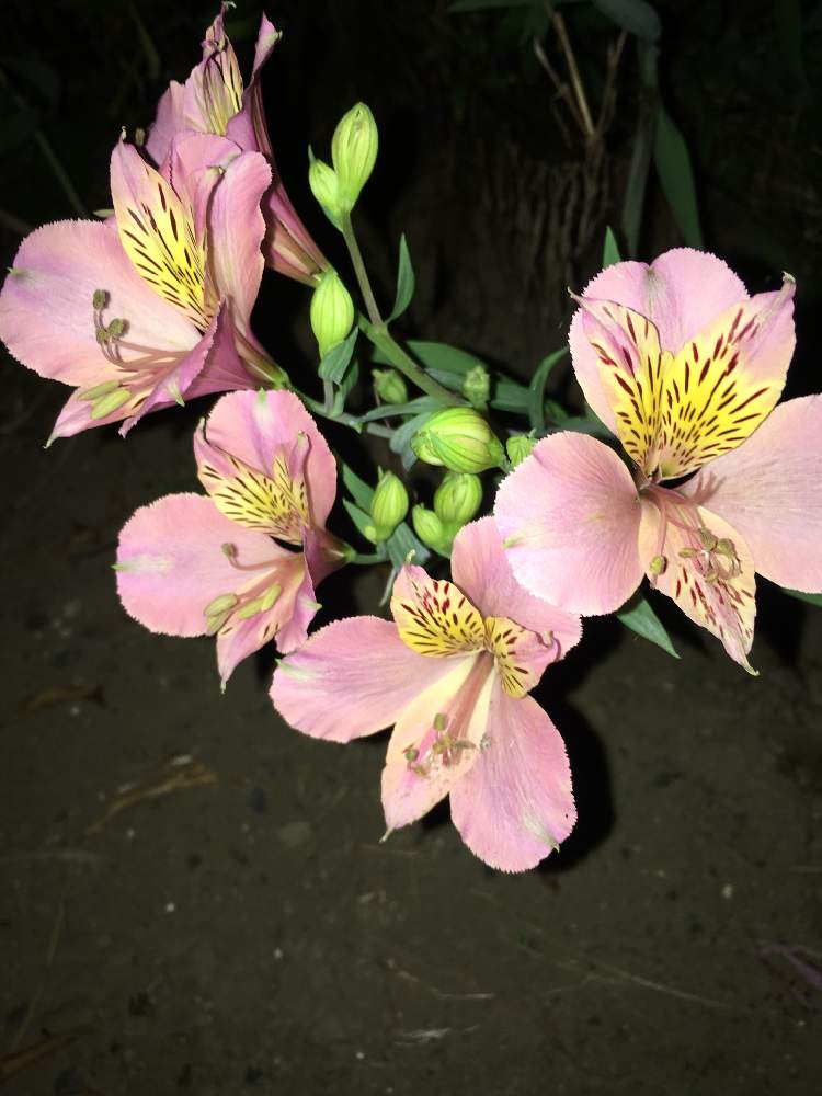 アルストロメリアの投稿画像 By しぶちゃんさん ネコ好きと花のある暮らし 19月9月7日 Greensnap グリーンスナップ