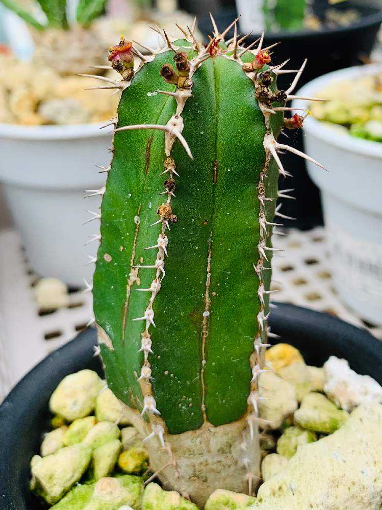 我が家のユーフォルビア🌵Part 1｜🍀GreenSnap（グリーンスナップ）
