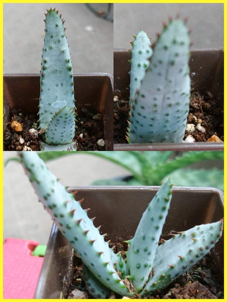 アロエ 鬼切丸 マルロシー の投稿画像 By グリーンさん 新しい仲間と自分好みとワクワク止まらず 19月9月7日 Greensnap グリーンスナップ